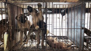 كوريا الجنوبية تصادق على  منع استهلاك  لحوم الكلاب