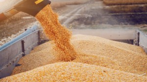 الثانية في شهر جانفي: تونس تطرح مناقصة دولية لشراء 200 ألف طن من الحبوب