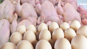 رئيس غرفة باعة الدواجن بالتفصيل: أسعار الدجاج والبيض ستنخفض في رمضان