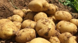 اتحاد الفلاحة بقابس: منتوج البطاطا وفير و الكغ لن يتجاوز 1500 مليم في رمضان