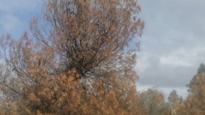 الكاف: ظاهرة التيبّس تصيب أشجار الصنوبر الحلبي