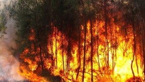 مدير عام الغابات: 96% من حرائق الغابات مفتعلة