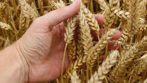 وزارة الفلاحة تحذر منتجي الحبوب من الأمراض الفطرية الورقية و أمراض الأصداء