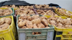 منوبة: حجز 1,5 طن من البطاطا كانت معدة للاحتكار والمضاربة