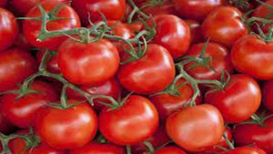 قابس: توقعات بتراجع انتاج الطماطم الفصلية