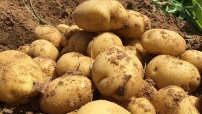 قربة: منتجو البطاطا يحتجون على تدني الاسعار وتوريد هذه المادة من دول اخرى