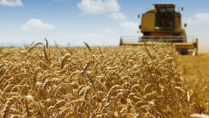 مرصد الفلاحة : تراجع توقعات الإنتاج العالمي من الحبوب مقابل ارتفاع في الاستهلاك العالمي