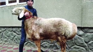 خراف طاجيكستان 'العملاقة ' ..مصدر ربح و إنتاجية عالية من اللحوم والدهون