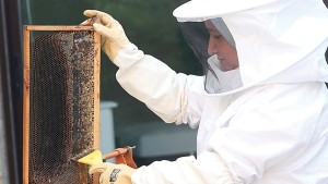 مدير عام ديوان تربية الماشية: النحل يساهم في ثلث غذاء الإنسان