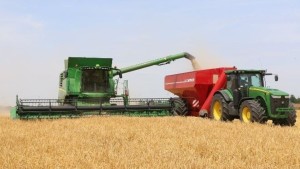 سليانة: انطلاق موسم حصاد القمح