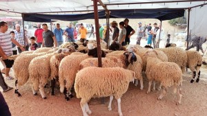 نابل: ضعف الاقبال وعزوف المواطن على شراء اضاحي العيد