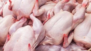 ارتفاع طفيف في إنتاج دجاج اللحم موفى شهر ماي 2024