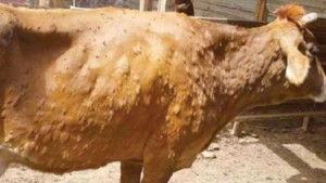 الكاف: دعوة مربي الأبقار إلى اليقظة التامة إثر ظهور بؤر لمرض الجلد العقدي في ولايات جزائرية حدودية