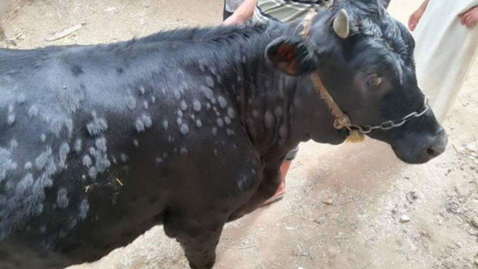 وزارة الفلاحة: مرض الجلد العقدي المعدي عند الأبقار لا ينتقل الى الانسان