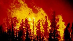 الفحص: حريق بجبل الفكيرين يأتي على 40 هكتار غابة شعراء