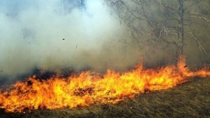 بن عروس: إخماد حريق بغابة رادس