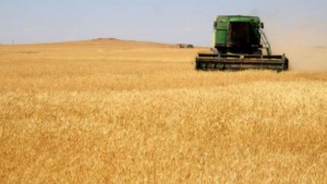 سليانة: تقدم موسم الحصاد بنسبة 97 بالمائة