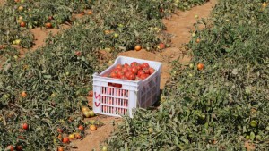 قفصة: انطلاق موسم جني الطماطم