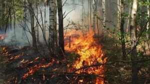 بنزرت: السيطرة على حريق بالغابة الشعراء المحيطة بمنطقة الحساينية
