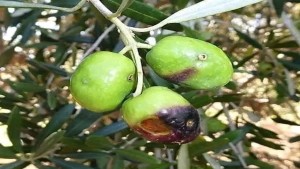 غرفة منتجي الزياتين: المهدية وجربة من أكثر المناطق المتضررة من ذبابة الزيتون