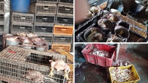 سوسة: مداهمة مسلخ عشوائي وحجز كميات كبيرة من الدجاج غير صالحة للاستهلاك