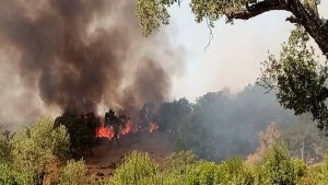 سليانة: السيطرة على حريق جبل برقو على مستوى منطقة الدخيلة