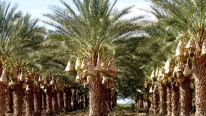 توزر: المركز الفني للتمور يطور 3 آلات للتلقيح الآلي للنخيل