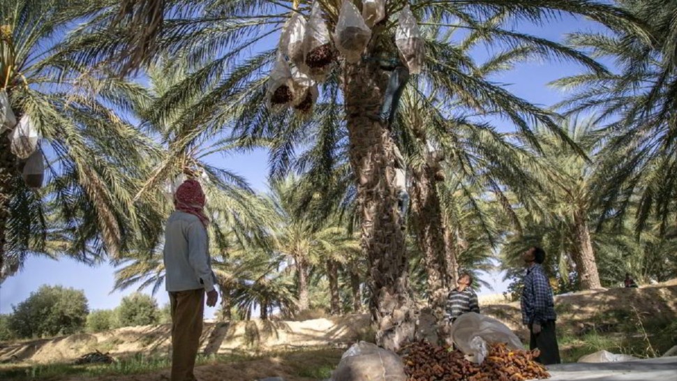 مندوبية الفلاحة بتوزر: لا خوف على صابة التمور من الأمطار الأخيرة