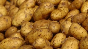 ضخ 150 طنّا من البطاطا بسوق الجملة للخضر والغلال بالقصرين