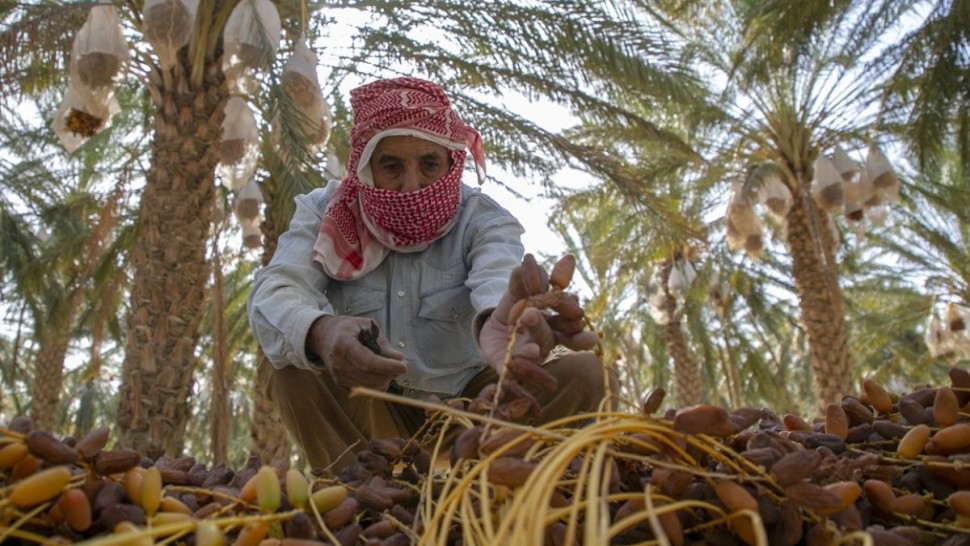 البنك التونسي للتضامن: الترفيع في الاعتمادات الخاصة بصغار الفلاحين لتمويل موسم التمور