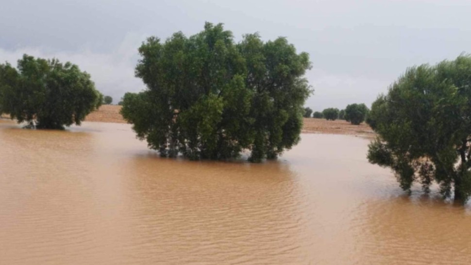 صفاقس: تأثير إيجابي للأمطار الأخيرة على صابة الزيتون وعلى منسوب سدّي سيدي صالح والشفار