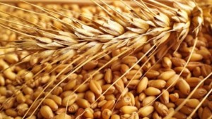 ديوان الحبوب يطرح مناقصة لشراء 25 ألف طن من القمح اللين