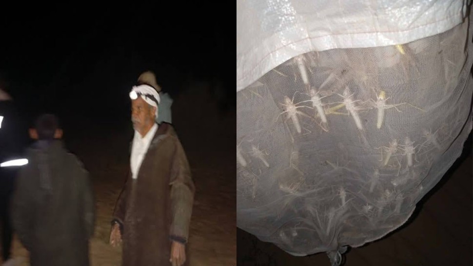 قبلي: رصد سرب منفرد من الجراد الصحرواي بواحة المطروحة