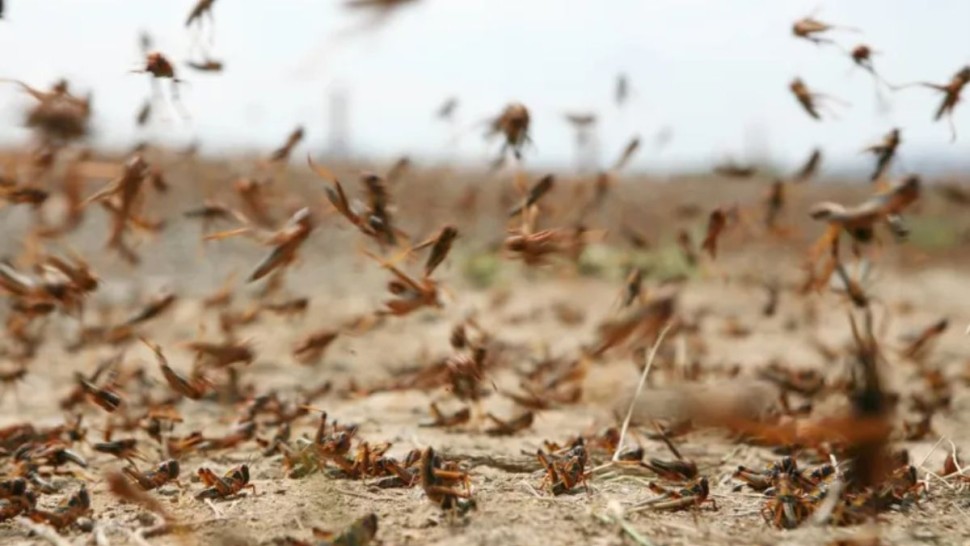 الكاف: استعدادات استباقية لمجابهة آفة الجراد