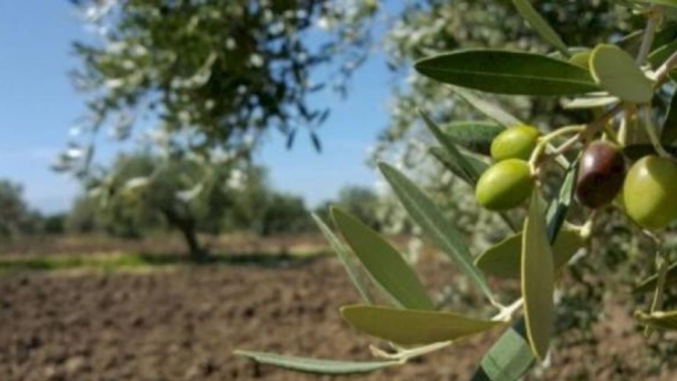 موفّى 2025: ريّ 11.500 هكتار من الزياتين بالمياه المعالجة