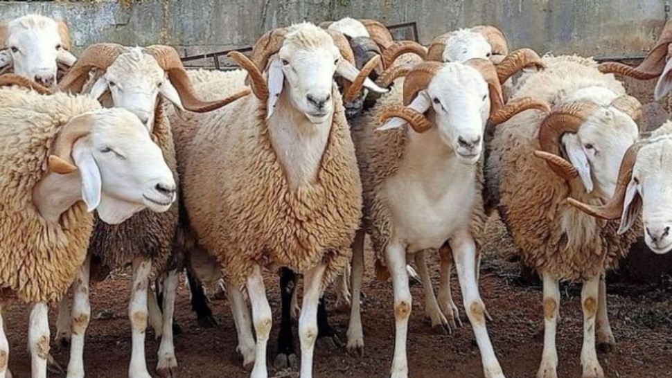 قفصة : ارتفاع طفيف في عدد الأضاحي بالمقارنة مع السنة الماضية