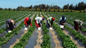 فلاحة تونس