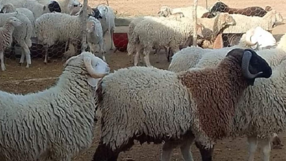اتحاد الفلاحة: أسعار الأضاحي ستكون في المتناول و التساقطات ساعدت في توفير المراعي