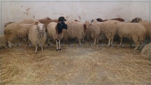 الغرفة الوطنية للقصابين