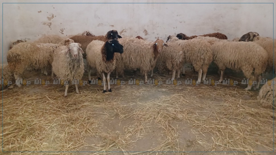 الغرفة الوطنية للقصابين