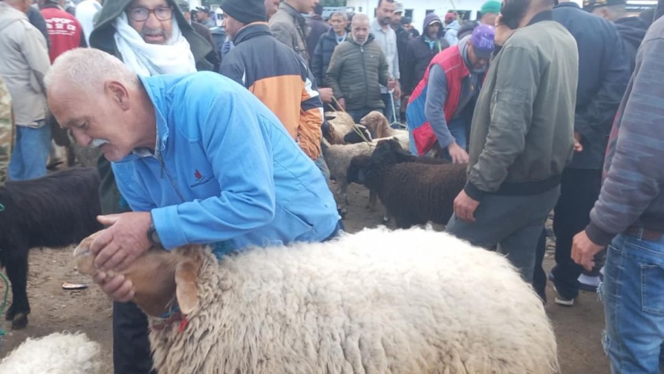 باجة: توفير 30 ألف أضحية بالجهة والأسعار بين 650 و 1600 دينار