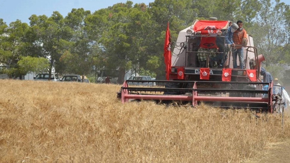 القيروان: التقديرات الأولية لصابة الحبوب تناهز 1،3 مليون قنطار
