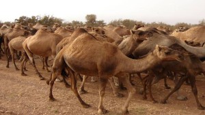ديوان تربية الماشية: قطيع الإبل ببلادنا يقدر بـ 80 ألف رأس