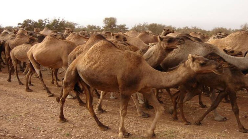 ديوان تربية الماشية: قطيع الإبل ببلادنا يقدر بـ 80 ألف رأس