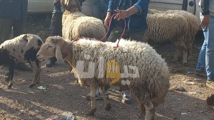 القيروان: نقطة بيع بالميزان لأضاحي العيد