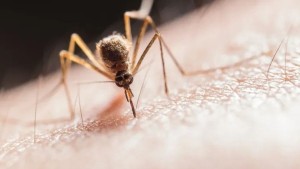 يمكن أن ينقل أمراضا فيروسية.. وزارة الصحة تقدم توصيات للحماية من الناموس