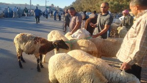 عميد الأطباء البياطرة: هذه شروط اختيار أضاحي العيد