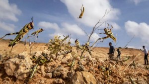 اللجنة الوطنية لليقظة ومكافحة الجراد تدعو الى ايلاء آفة الجراد الصحراوي الأهمية القصوى