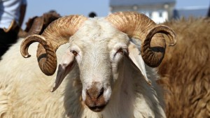 بلدية تونس : يحجّر ذبح الأضاحي داخل الشقق و فوق أسطح العمارات