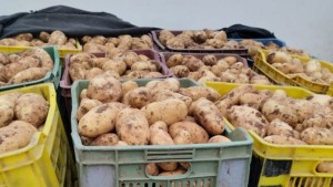 البطاطا الفصلية
